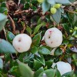 Gaultheria mucronata Fruit