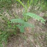 Sesbania herbacea Leaf