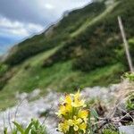 Pedicularis oederi Květ