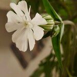 Silene noctifloraVirág