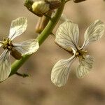 Ammosperma cinereum Floare