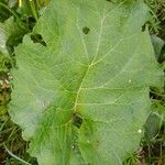 Arctium lappaList