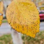 Betula utilis Leaf