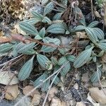 Tuberaria lignosa Blatt