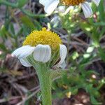 Anthemis secundiramea Flower