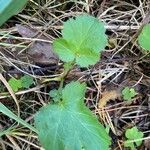 Geum aleppicum ഇല