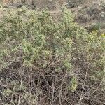 Atriplex canescens Leaf