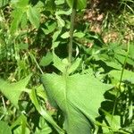 Lactuca alpina Blad