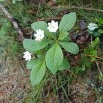 Lysimachia europaeaFlor