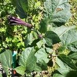 Datura metel Blad