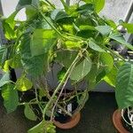 Passiflora quadrangularis 整株植物