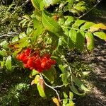 Sorbus scopulina Lehti