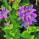 Campanula lactiflora Flower