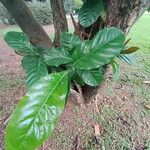 Coffea liberica Leaf