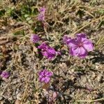 Geranium viscosissimum Blomst