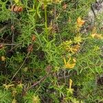 Hypericum empetrifolium Blatt