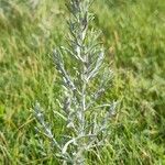 Artemisia maritima Φύλλο