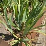 Iris pallida Leaf