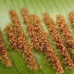 Asplenium africanum Leaf