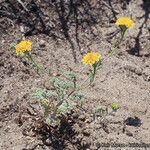 Chaenactis glabriuscula Hábito