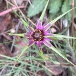 Tragopogon angustifolius 花