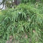 Dacrycarpus vieillardii List