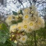 Angophora hispida ᱵᱟᱦᱟ