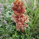 Orobanche alba Fula