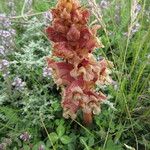 Orobanche alba Flor