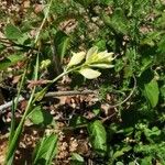 Polygala flavescens फूल