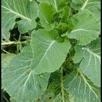 Brassica oleracea 葉