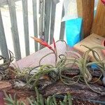 Tillandsia bulbosa Λουλούδι