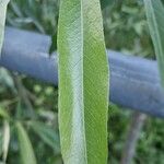 Salix albaLeaf