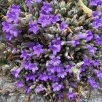 Campanula andrewsii Flower