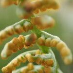 Botrychium lunaria Fruit