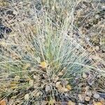 Festuca filiformis Foglia