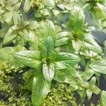 Veronica catenata Hoja