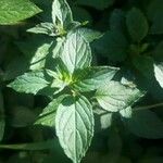 Mentha x piperita Fuelha