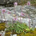 Valeriana tuberosa Žiedas