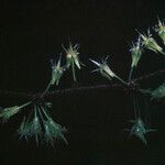 Casearia decandra Flor