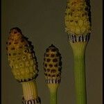 Equisetum laevigatum অভ্যাস