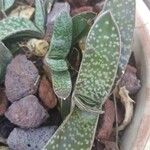 Gasteria excelsa Hostoa