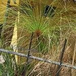 Cyperus papyrus Blad