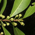 Ficus americana Fruit