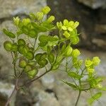 Biscutella arvernensis Flower