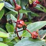 Hypericum patulum Fruit