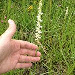 Spiranthes vernalis Habitus