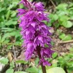 Orchis mascula Кветка