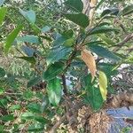 Annona glabra Leaf
