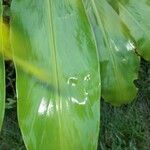 Hedychium flavescensFolla